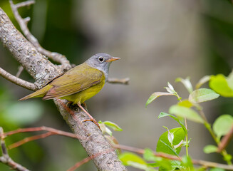 Connecticut Warbler
