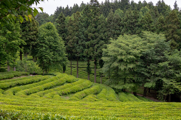 Lush green tea plantation farm on a cloudy day. Photo taken in Boseong, South Korea