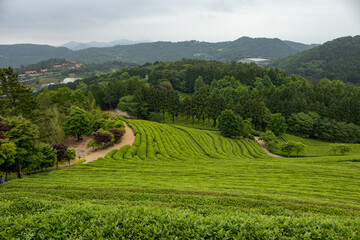 Lush green tea plantation farm on a cloudy day. Photo taken in Boseong, South Korea