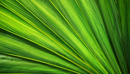 Obraz premium bright green tropical leaf with smooth texture and natural lighting