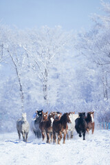 冬に走る馬の群れ