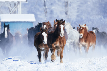 冬に走る馬の群れ