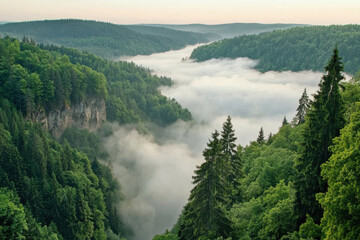 Obraz premium landscape with fog