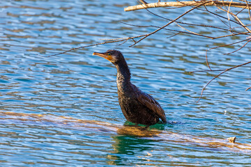 Kormoran - See - Allgäu - Jäger - Schnabel - Vogel