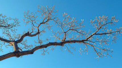 Bare Branches Against a Vivid Blue Sky