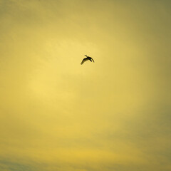Flying Ibis against the sky at sunrise, Nambucca Heads, NSW, Australia