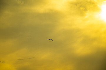 Flying bird against dramatic sky at sunrise
