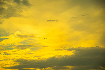 Flying bird against dramatic sky at sunrise