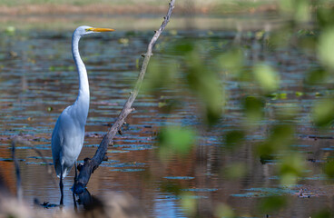 Great egret stands in profile in a shallow lake in partial shade.