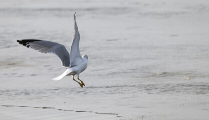 Ring-billed gull flies low over the water searching for fish.