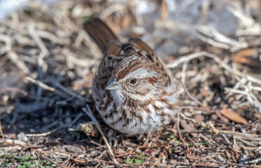 Closeup of a song sparrow.