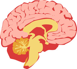 Various types of body organs