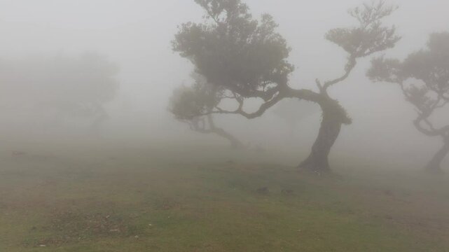 Aerial panoramic view of misty Fanal Forest in Madeira, Portugal. Twisted Laurel trees rise through dense fog, creating a dramatic and mysterious landscape. Perfect for nature and travel themes