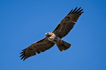 Cooper's Hawk soaring near the Los Angeles International Airport