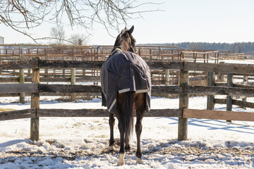 A horse with a blanket on in the winter in a paddock looking over a fence. 