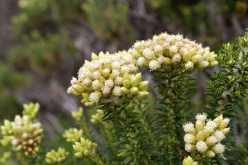 Clusters of small white flowers on a Coast Everlasting (Ozothamnus turbinatus) plant