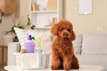 Cute Toy Poodle with cleaning supplies on table at home
