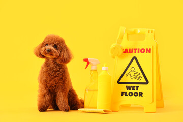 Cute Toy Poodle with bottles of detergent and caution sign on yellow background