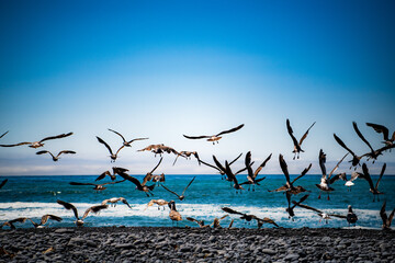 seagulls