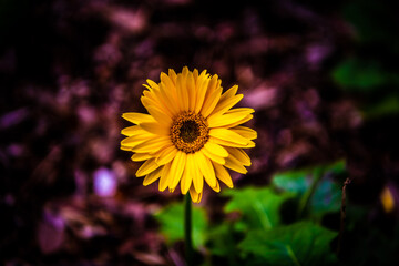 yellow flower