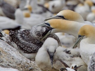 A Gannet (morus capensis) feeds it's young.The juvenile has it's head in the adult's mouth.Gannet colony in background.Bird Behaviour