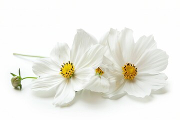 Obraz premium White Coreopsis Isolated on White Background. Beautiful Coreopsis Flower