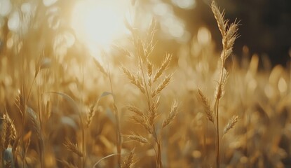 Golden hour sunlight illuminates tall grass field.