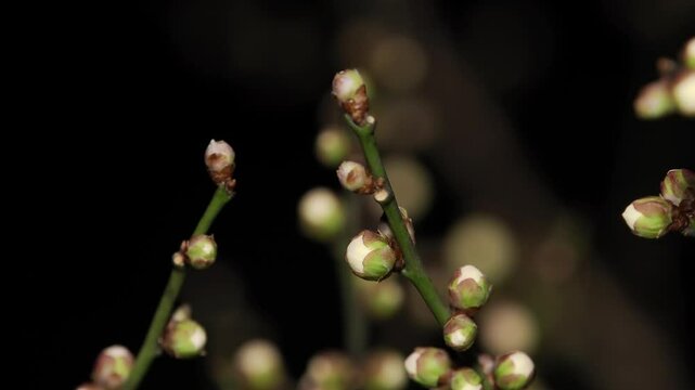 Tokyo, Japan - January 25, 2025: ume or plum blossom at night