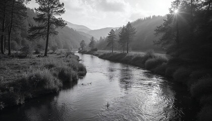 Fototapeta premium river in the woods