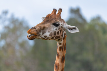 Rothschild giraffe in profile
