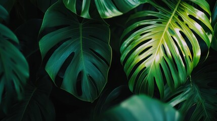 Lush green tropical leaves background.