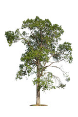 Trees isolated on white background, tropical trees isolated used for design, advertising and architecture