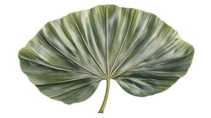 Tropical leaf on transparent background