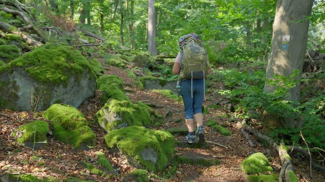 Following a backpacker hiking climbing upwards in a beautiful green forest with mossy rocks on the stair path, Rhine Valley, Germany