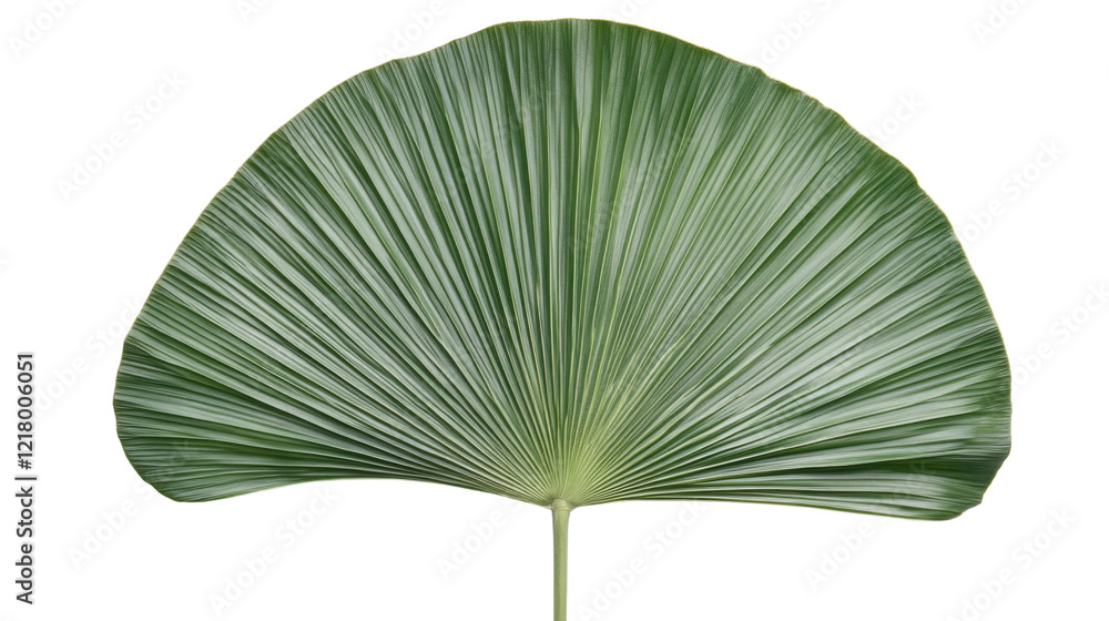 Wall mural Tropical leaf on transparent background