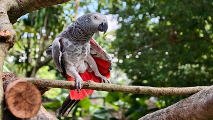 Close-up of a Grey Parrot Resting on a Tree Branch
