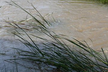 River water flowing through stones and rocks. Mountain river flows through green forest. Wild river flowing through the mountain.