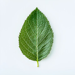 Obraz premium Single green leaf isolated on white background. Detailed texture and vibrant color.