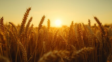 Golden wheat field at sunset.