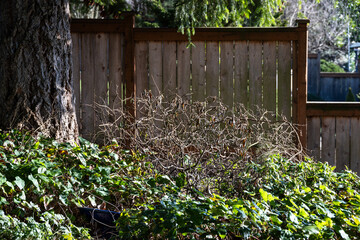 Residential home backyard garden winter cleanup on a sunny cold day, dead bush ready for removal
