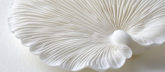 Close-up of a white mushroom's delicate gill structure.