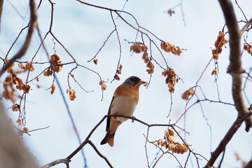 野鳥（あとり）福岡県筑後市　筑後広域公園