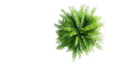 Fern on transparent background