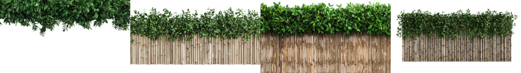 Tall Evergreen Hedges Forming Natural Green Privacy Screen Fence in Garden