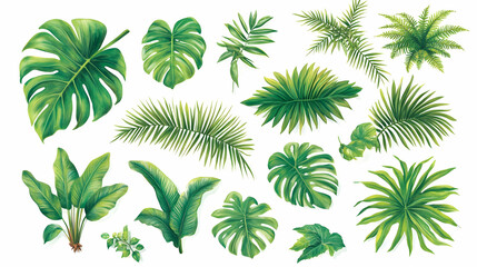 Tropical foliage collection leaves, plants, white background, design element