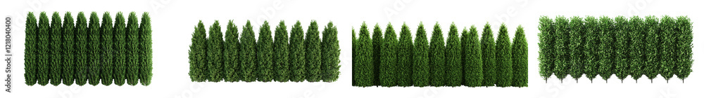 Poster lush green coniferous forest backdrop with rows of tall evergreen trees