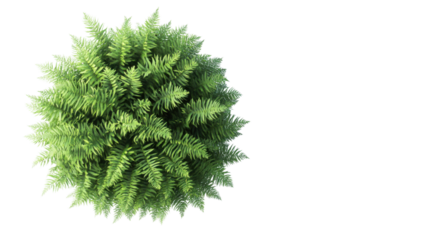 Fern on transparent background