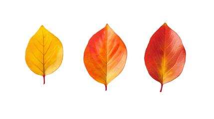 Obraz premium Three autumn leaves showcasing a progression from yellow to orange to red against a transparent background.