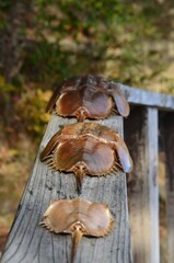 Horseshoe Crabs 
