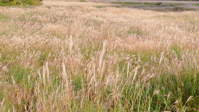 A vast field of Japanese silver grass stretching far into the distance. Hakone, Sengokuhara